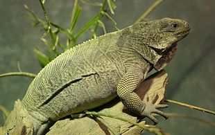 Stout iguana.jpg