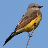 Western Kingbird.jpg