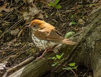 Wood thrush.jpg