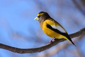 Evening grosbeak.jpg