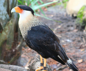 Caracara.jpg