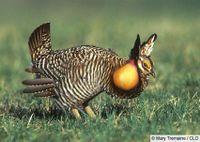 Greater prairie chicken.jpg