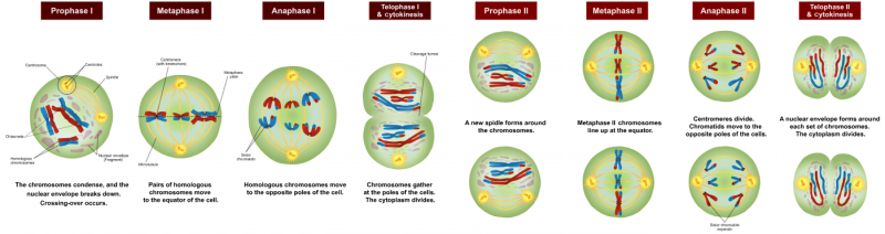 Meiosis-diagram.png