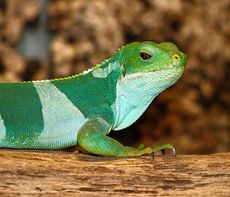 Fiji banded iguana.jpg