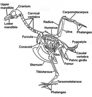 Bird skeleton.jpg