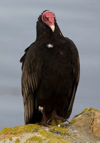 Turkey Vulture.jpg