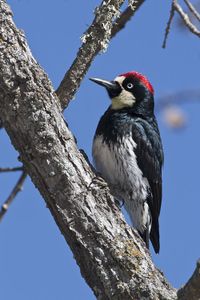 Acorn Woodpecker.jpg