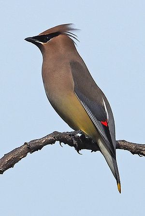 Cedar Waxwing.jpg