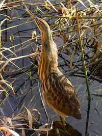 American Bittern.JPG