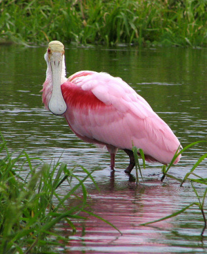 Roseate spoonbill.jpg