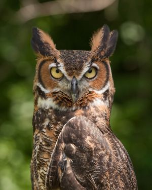 Great Horned Owl.jpg