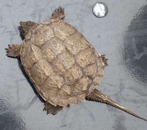 Snapping Turtle Juvenile.jpg