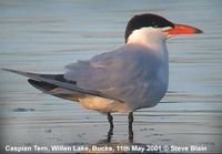 Caspian Tern.jpg