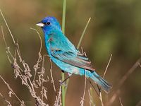 Indigo bunting.jpg