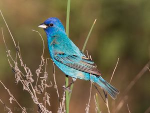 Indigo bunting.jpg