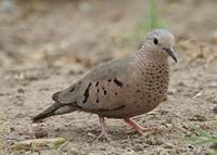 Common Ground-Dove.jpg