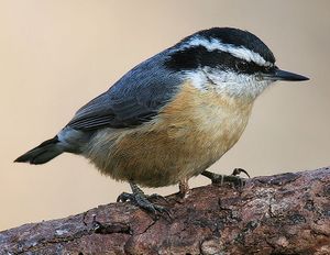 Red breasted nuthatch.jpg