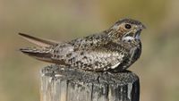 Common Nighthawk.jpg