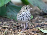 Ovenbird.jpg