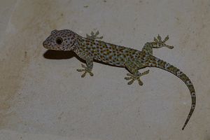 Tokay gecko.png