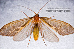 Caddisfly adult.jpg