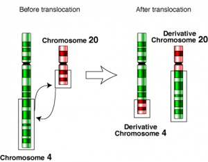 Translocation-4-20.png