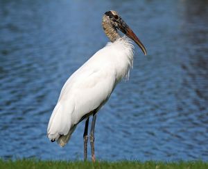 Wood Stork.JPG