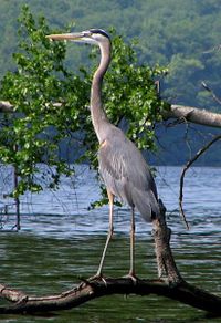 GreatBlueHeron.jpg