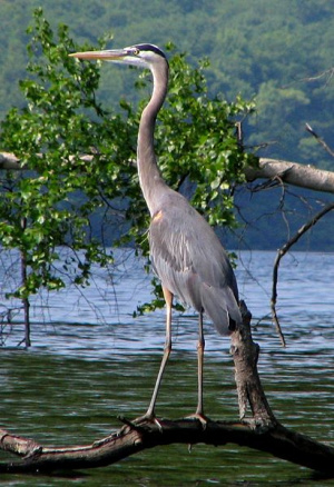 GreatBlueHeron.jpg