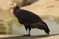 Condor.jpg