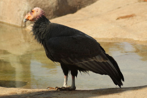 Condor.jpg