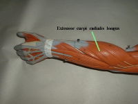 Extensor Carpi Radialis Longus.jpg