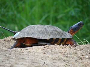 Female wood turtle.jpg