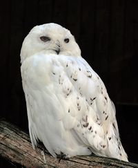 Snowy Owl.jpg