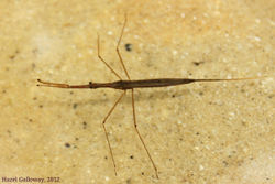 Water scorpion ranatra species.jpg