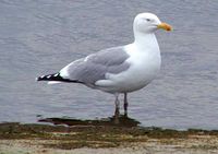 Herring Gull.jpg