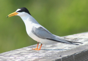 Least Tern.jpg