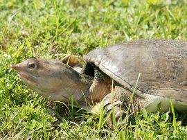 Florida softshell turtle.jpg