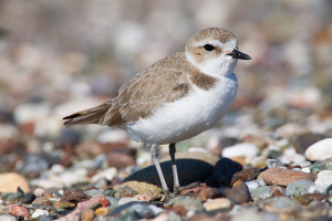 Snowy Plover.jpeg