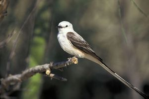 Scissor-tailed Flycatcher.jpg