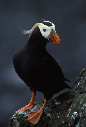 Tufted Puffin.jpg