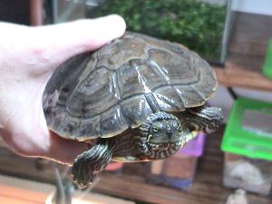 Texas river cooter.jpg