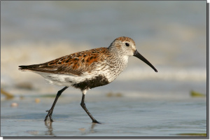 Dunlin.jpg