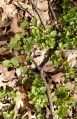 IG Garlic Mustard 6.jpg