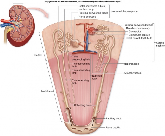 F27-5 nephron structure c.jpg