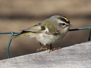 Golden crowned kinglet.jpg