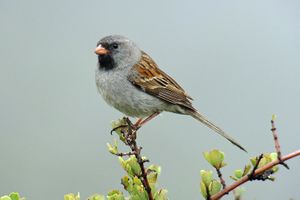 Black-chinned sparrow.jpg