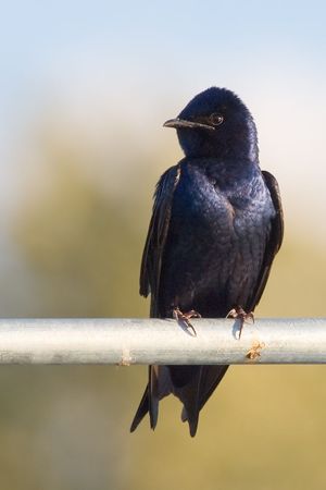 Purple Martin.jpg