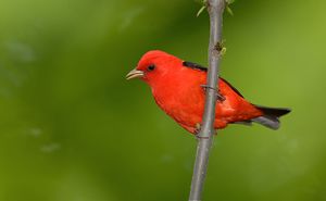 Scarlet tanager.jpg